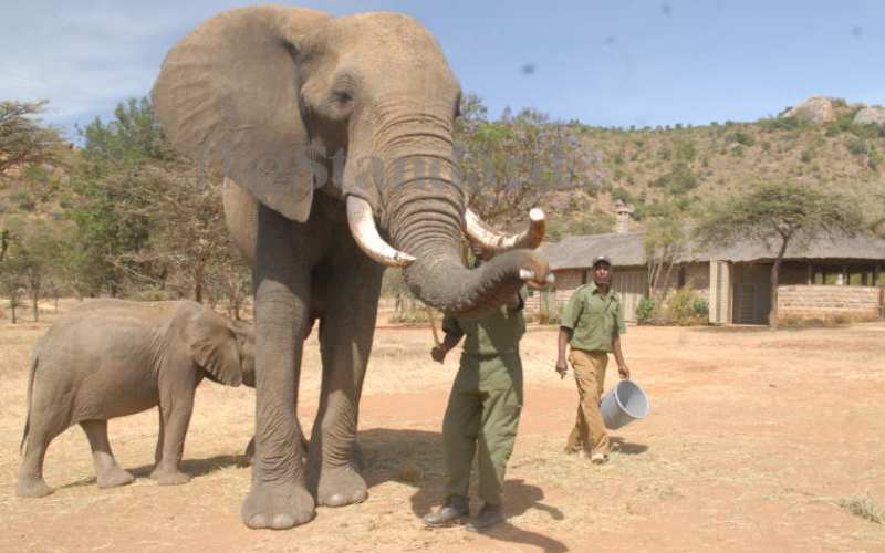 Image accompanying “Blimey, we are now naming elephants!”